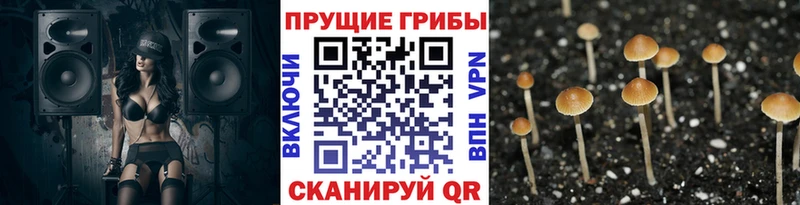 Псилоцибиновые грибы Psilocybe  Тольятти 